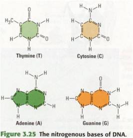What are the four types of nucleotides?