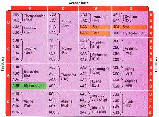 Microbiology101506