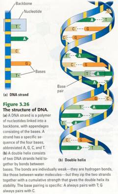 Microbiology101506 dna diagram sugar phosphate 